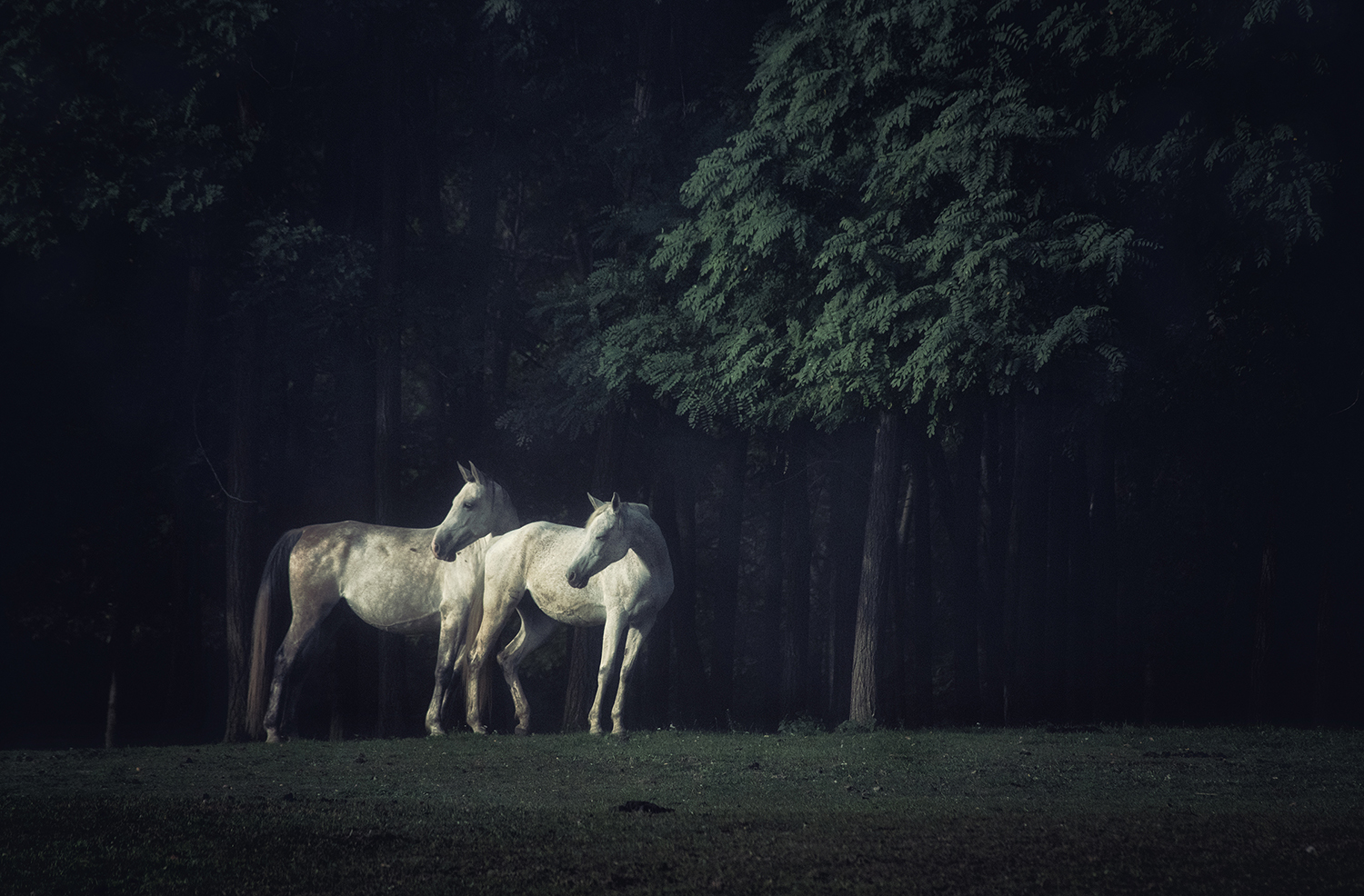  ©Dudás Ágnes