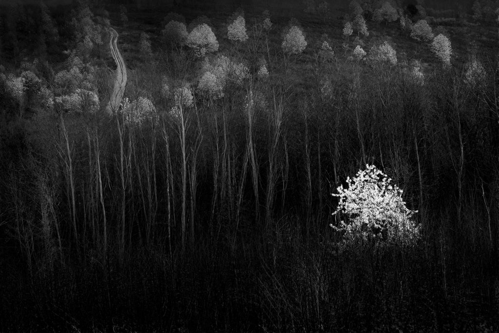 ©Kovács GáboR-Eminens